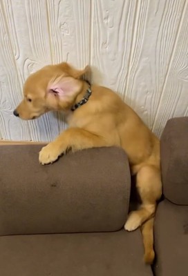 ソファの背もたれの上に前足を置いている大型犬