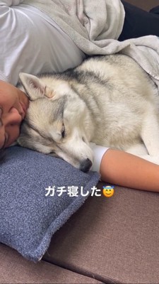 飼い主さんの腕枕で寝るハスキー