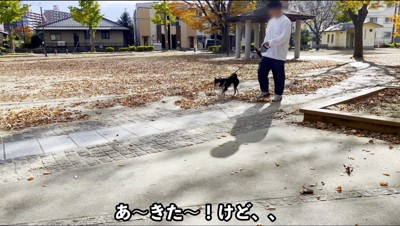 男性にリードを引かれて公園の中を散歩をする黒柴