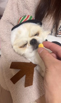 ぽてと君の瞬発力2