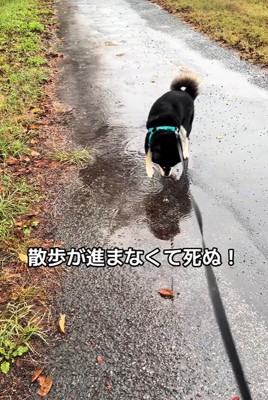 水たまりに興味津々のくろまめ君8