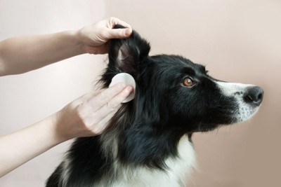 耳を拭いてもらっている犬