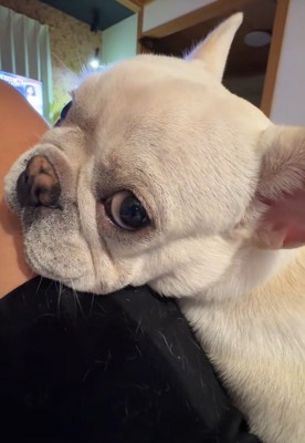 甘えん坊で可愛い♡