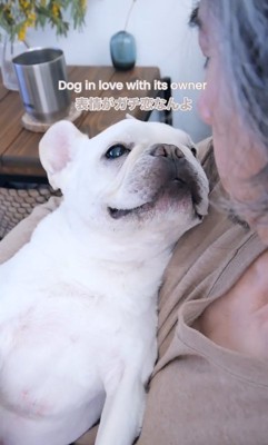 お父さんを見つめる小型犬