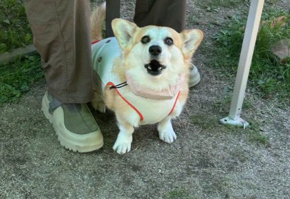 フィット