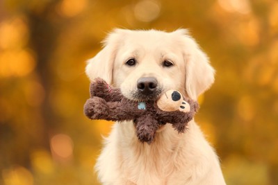 ぬいぐるみをくわえている犬