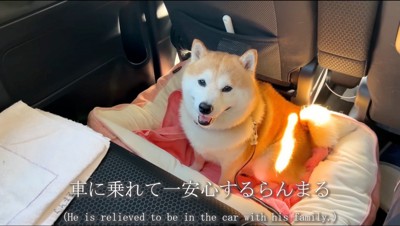 車内の犬用ベッドの上に座って笑顔になる犬