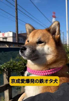 電車が好きなくうちゃん