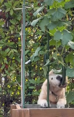 きゅうりを盗み食いする大型犬