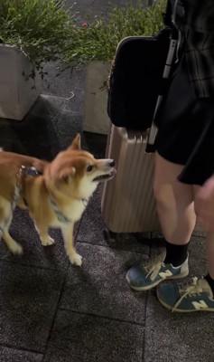 笑顔でお姉ちゃんを見上げる小型犬