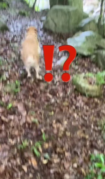 「また飛び込んでる！」