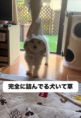 頭にカーテンが！