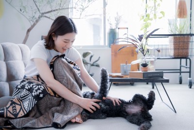 仰向けで撫でてもらう犬