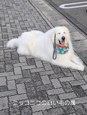 無邪気な超大型犬でした！！