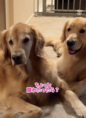 注意する飼い主さん