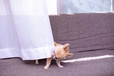 カーテンで遊ぶ犬