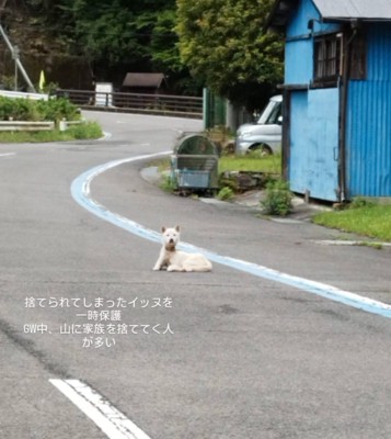 県道の真ん中に座り込む犬