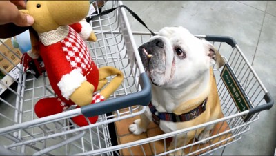 トナカイのぬいぐるみを見つめる犬