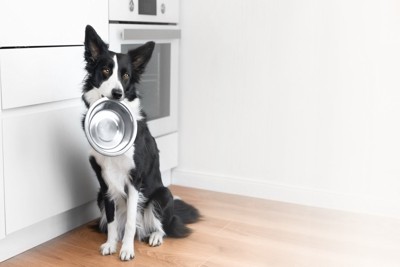 食器を咥えた犬