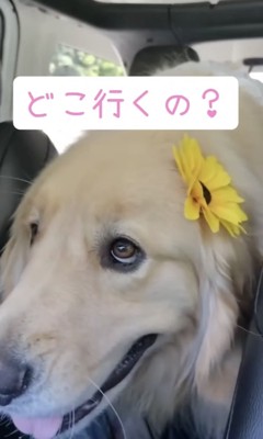 「どこいくの?」