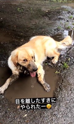 水溜まりに入るむぎちゃん7