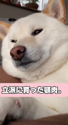 貫禄溢れる姿に成長