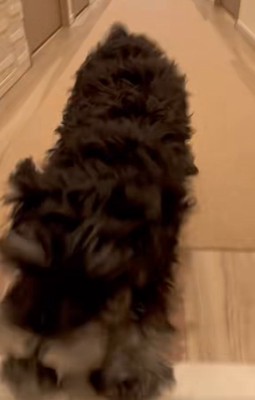 飼い主さんの元へ来たテオくん