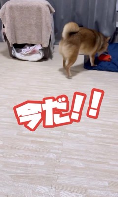 遊ぶ気満々のころ君7