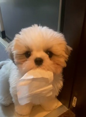 ぬいぐるみのようなよもぎくん