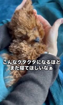 熟睡中のビッケくん7