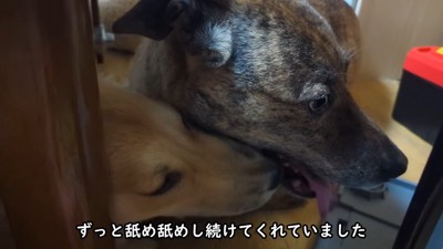 りゅうさんを励ますもかちゃん⑩