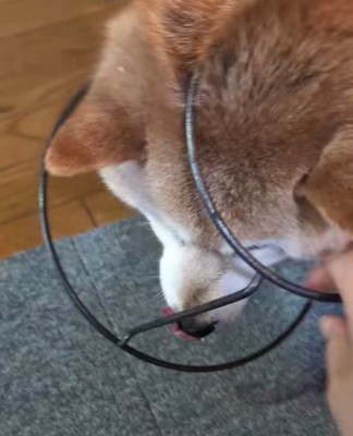 台にはまったまま舌を出す犬