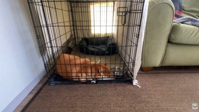 飼い主さんが帰宅したら…