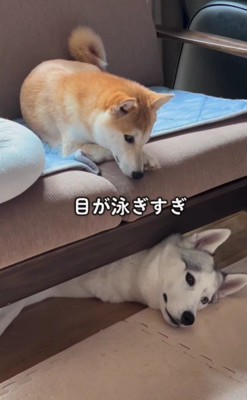 目が泳ぎすぎ
