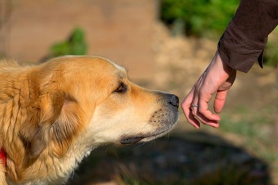 匂いを嗅ぐ犬