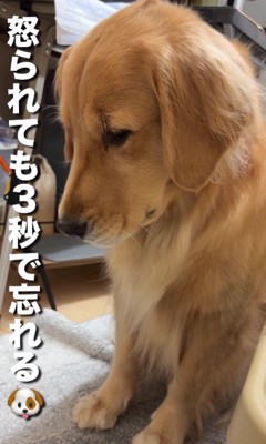 しょんぼり顔が可愛い♡