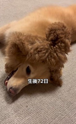 みるくちゃんと蘭ちゃん4