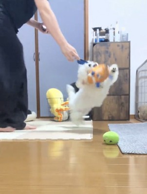 おもちゃに向かって跳ぶ犬