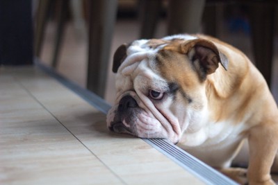 不満そうな表情の犬