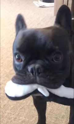 ちこ丸くんとの思い出2