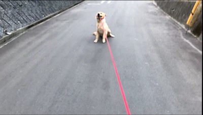 道路に座る犬のリード引っ張る飼い主