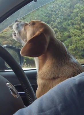 音楽と一緒に遠吠えを再開する犬