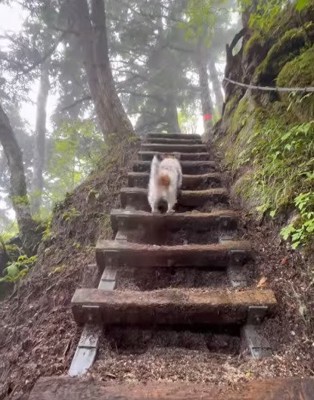 石段を上る犬2