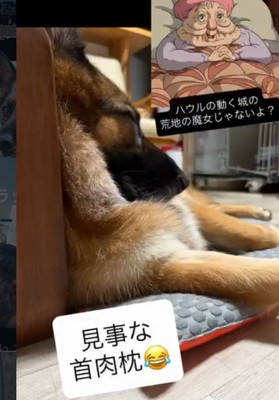 眠る犬2