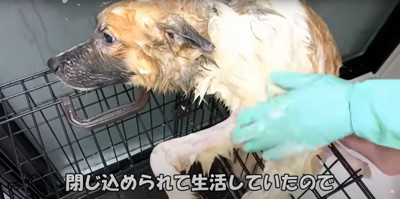 ケージに張り付くようなポーズで洗われる中型犬