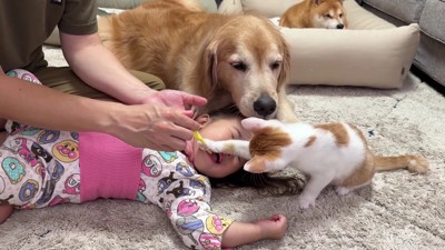 歯みがきに興味津々の猫さん