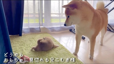 赤ちゃん犬が遊んでいたおもちゃを見つめる柴犬