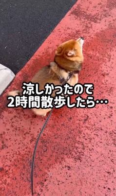 ころくんの喜びの舞3