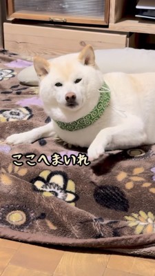 床をトントンする柴犬