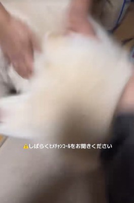 飼い主家族に撫でられる秋田犬